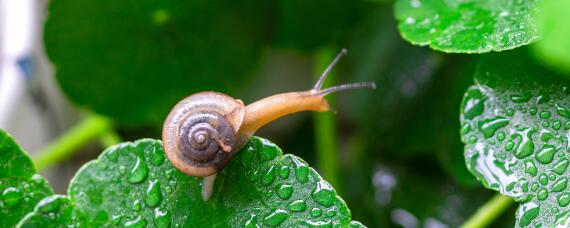 白玉蜗牛怎么养