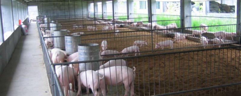 新猪舍怎么消毒消毒后多久可以进猪