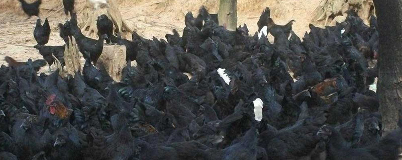 绿壳蛋鸡产蛋周期