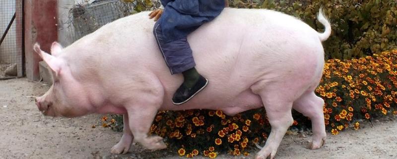 后备母猪发情多久能配种配种前可以喂食吗