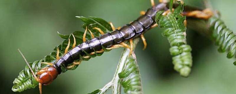 蜈蚣怎么繁殖