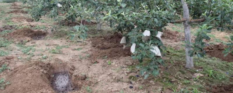 高磷水溶肥的主要作用什么时候用效果好