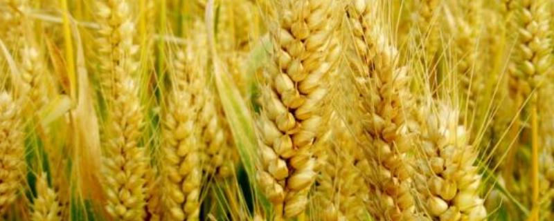 地中海型农作物特点夏季经济作物有哪些