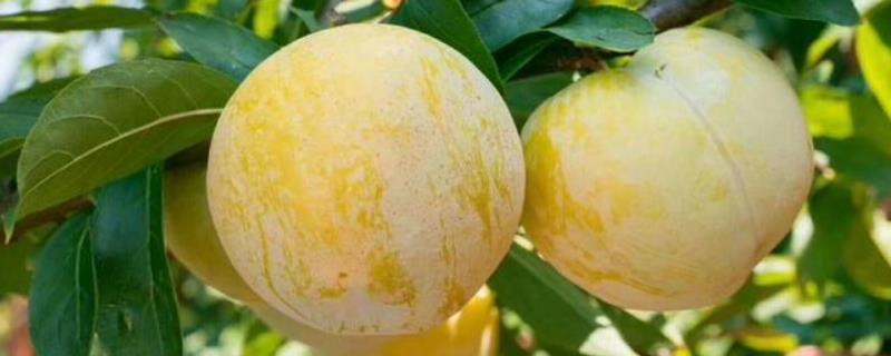 奈李种植技术与管理奈李苗什么时候能种