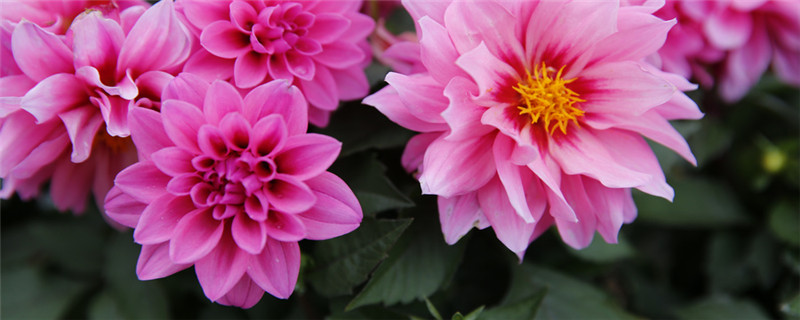 大丽花怎么过冬