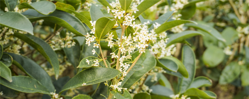 桂花树什么时候剪枝