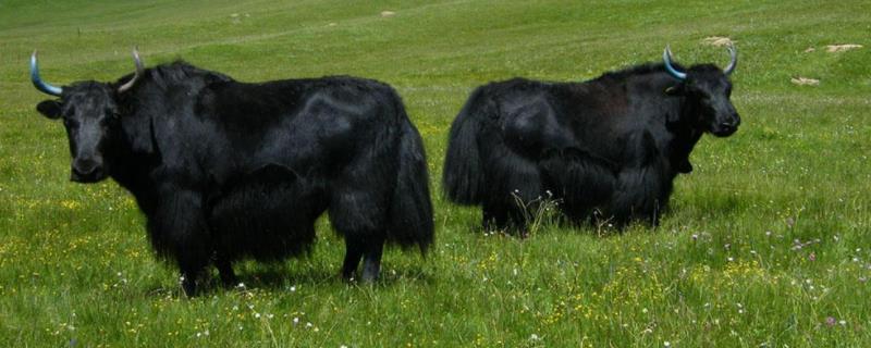 一头耗牛可以卖多少耗牛肉和牛肉有什么区别