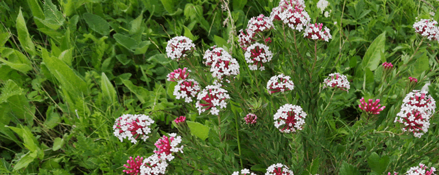 如何快速洗花蛤