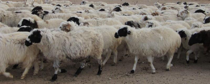 羊吃了塑料布几天能看出症状最简单的有效方法是什么