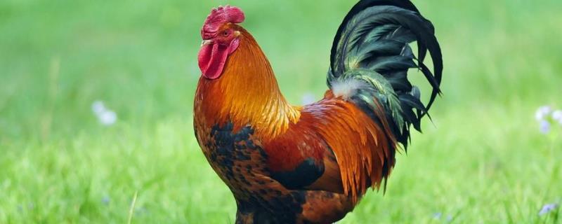 养公鸡的利润与成本卖鸡的利润一般有多少