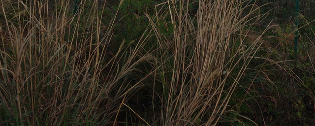 银环蛇和五步蛇谁更毒