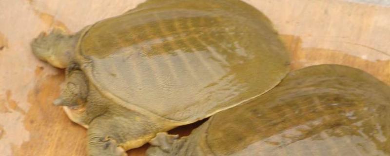 甲鱼放家里能养几天甲鱼放家里养需要水吗