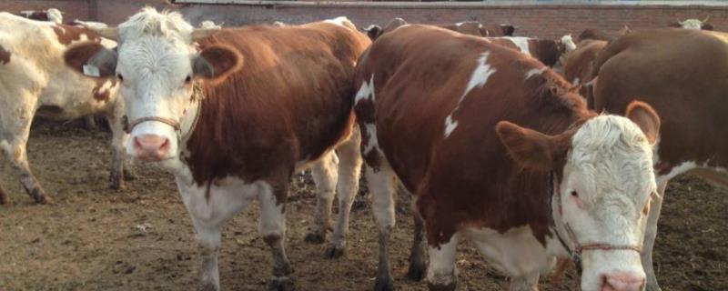 牛米龙是牛哪里的肉和牛里脊有什么区别是几级牛肉