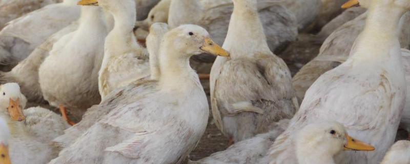 鸭子有什么本领鸭子为什么老是叫个不停