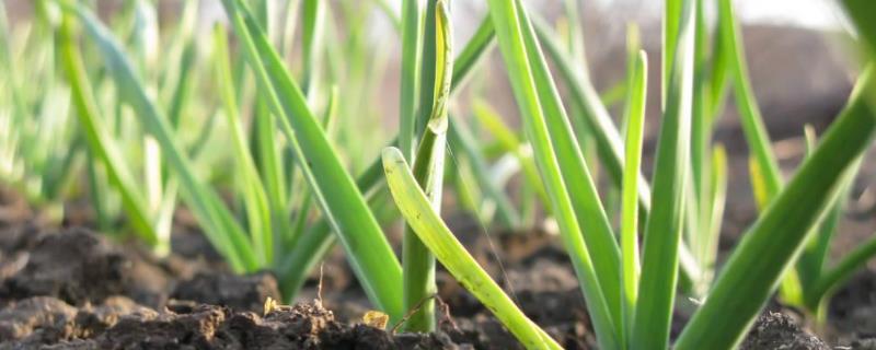 大蒜盆栽种植方法附培育蒜苗步骤