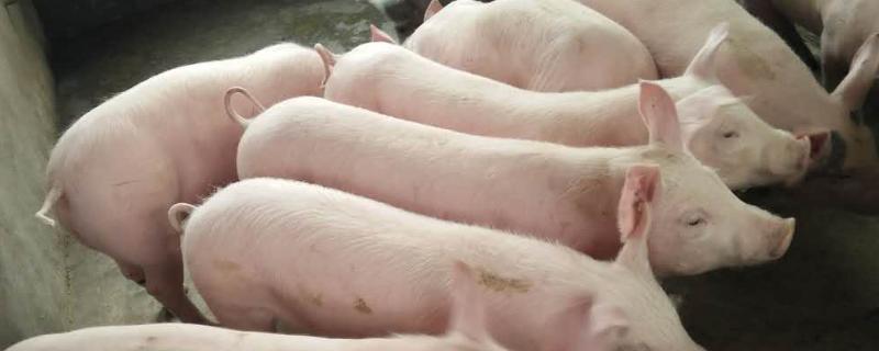 母猪配种技术方法猪用自动饮水器有几种