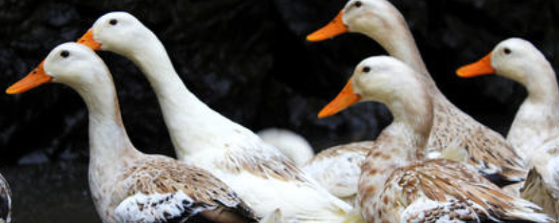 杀鸭子杀什么位置一刀致命杀鸭用什么脱毛方法最快