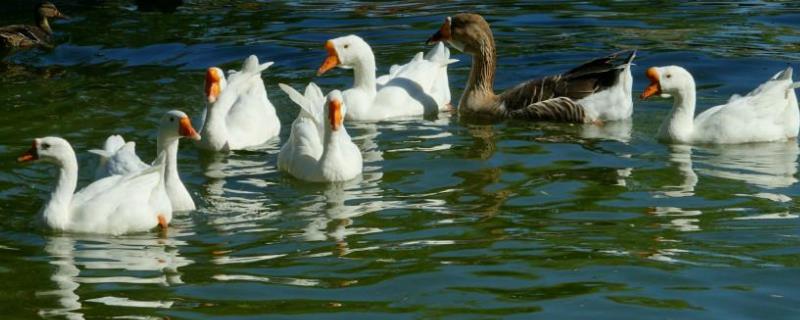 半夜鹅叫是什么征兆鹅为什么那么凶