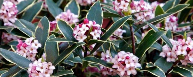 花卉瑞香的养殖方法适合放在室内种植吗