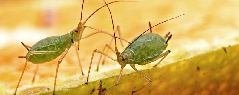 吡虫啉杀什么虫吡虫啉兑水多少倍合适