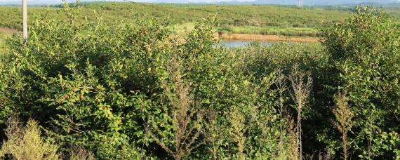 油茶种植管理技术