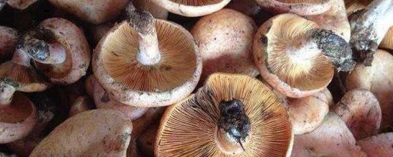 铜绿菌可以人工培养吗附种植技术