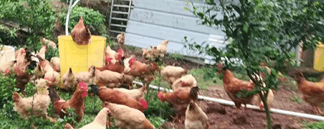 养蛋鸡的利润与成本