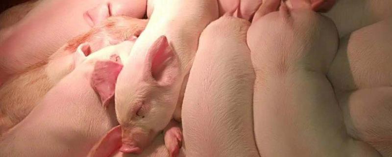 头产母猪不发情怎么办母猪产仔后用什么药消炎