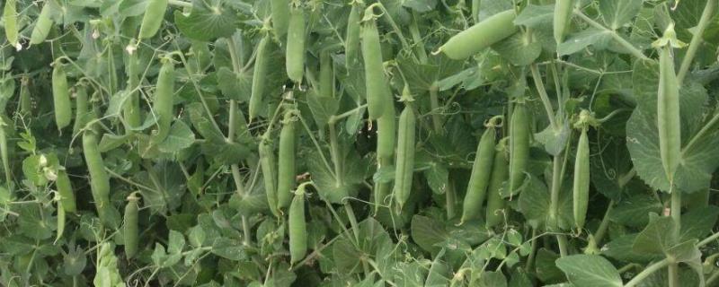 豌豆零下几度能种豌豆种植技术与管理