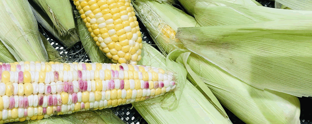 玉米顶腐病如何防治