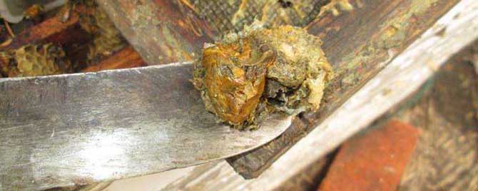 澳洲黑蜂胶是猫腻吗？