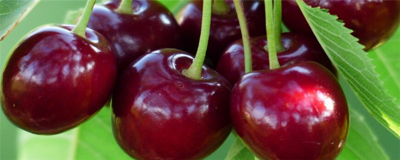 大樱桃什么时候浇水