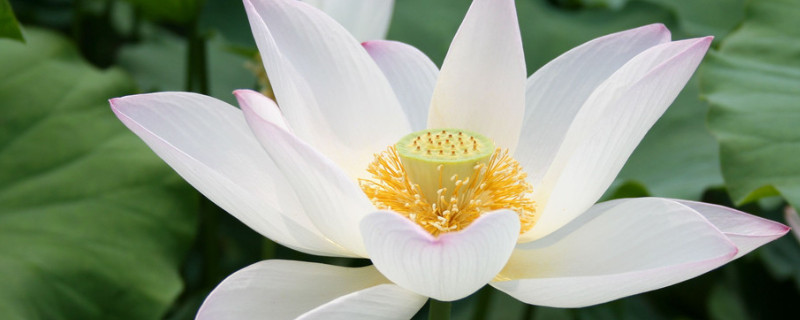 荷花不开花如何处理？荷花不开花怎么办