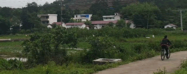 四川适合种植什么药材