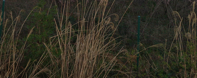 火赤练蛇有毒吗