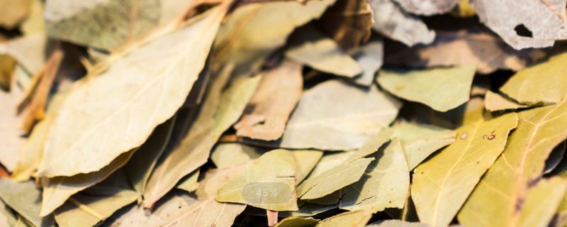 香叶是什么树的叶子