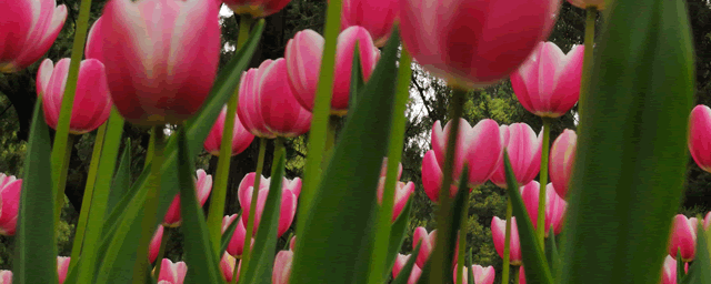 微型月季什么品种最好