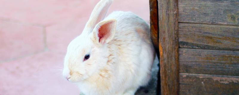 兔子怎么过冬的