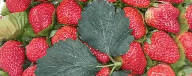 草莓白粉病如何防冶