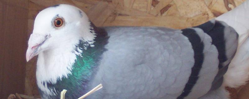 幼鸽出壳后的饲养管理幼鸽出壳多久老鸽下蛋