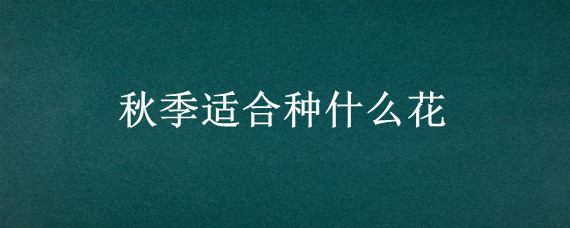 秋季适合种什么花