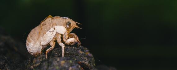 知了繁殖需多少年
