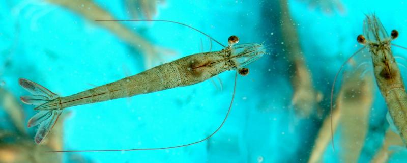 水产品养殖有哪些种类需要许可证吗