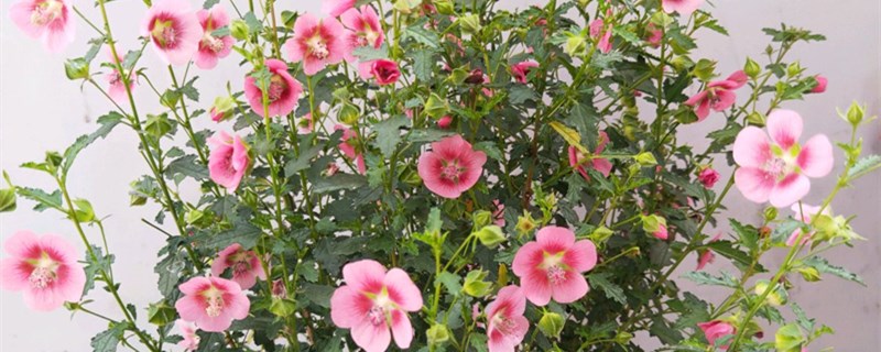 小木槿怎么过冬