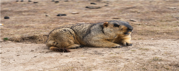 旱獭对地理环境的影响
