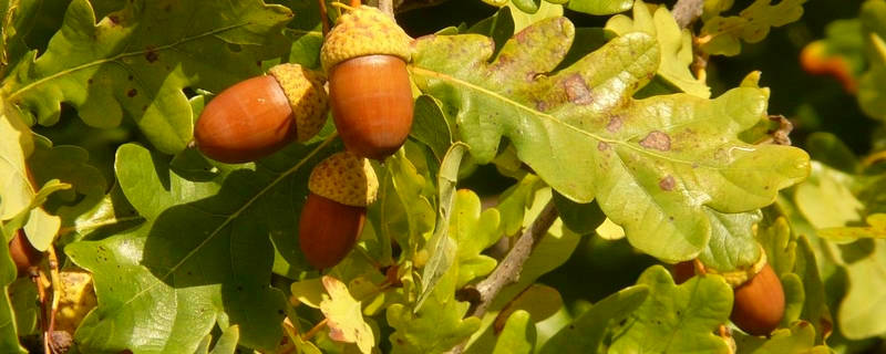 栎树与栗树的区别