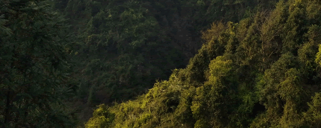 琴叶榕养殖方法