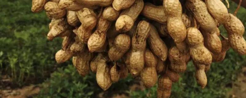 花生怎么管理才能高产用什么肥料好