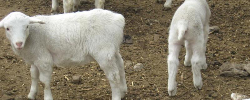 新生羊羔嘴凉不吃奶咋回事吃土是什么原因