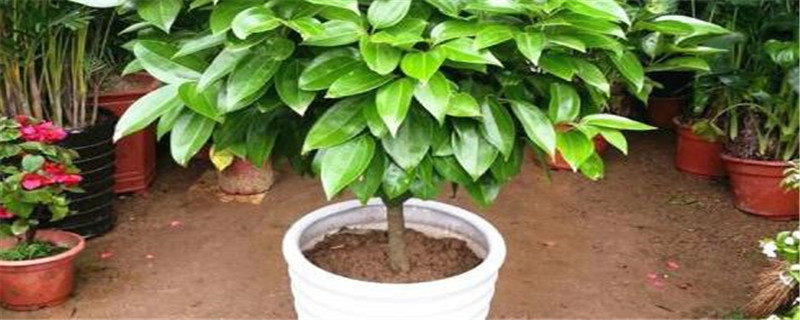 平安树怎么施肥